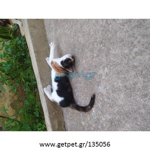 Δίνεται για υιοθεσία - χαρίζεται ημίαιμο γατάκι