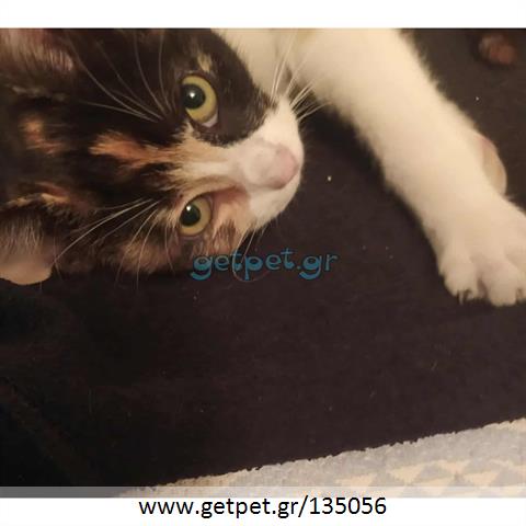 Δίνεται για υιοθεσία - χαρίζεται ημίαιμο γατάκι