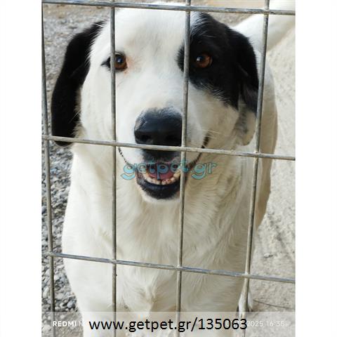 Δίνεται για υιοθεσία - χαρίζεται ημίαιμη σκυλίτσα Greek Sheepdog - Ελληνικός Ποιμενικός