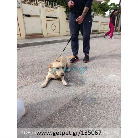 Δίνεται για υιοθεσία - χαρίζεται ημίαιμη σκυλίτσα