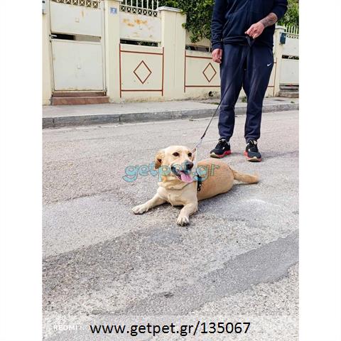 Δίνεται για υιοθεσία - χαρίζεται ημίαιμη σκυλίτσα