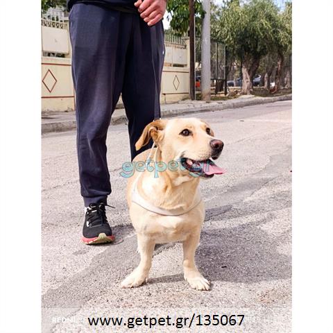 Δίνεται για υιοθεσία - χαρίζεται ημίαιμη σκυλίτσα