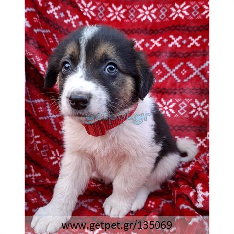 Δίνεται για υιοθεσία - χαρίζεται ημίαιμο κουτάβι