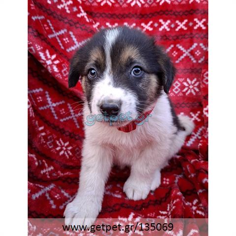 Δίνεται για υιοθεσία - χαρίζεται ημίαιμο κουτάβι