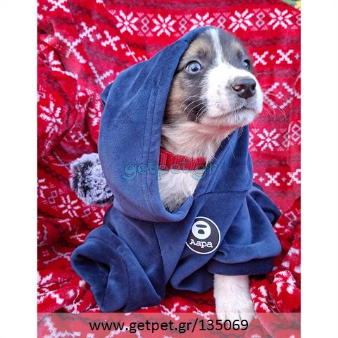 Δίνεται για υιοθεσία - χαρίζεται ημίαιμο κουτάβι