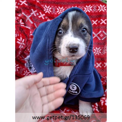 Δίνεται για υιοθεσία - χαρίζεται ημίαιμο κουτάβι