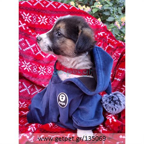 Δίνεται για υιοθεσία - χαρίζεται ημίαιμο κουτάβι