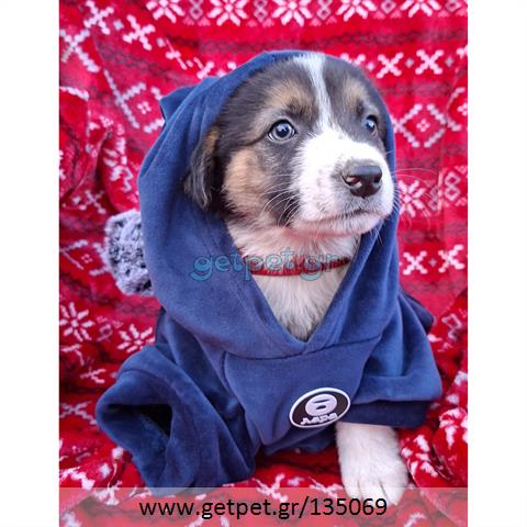 Δίνεται για υιοθεσία - χαρίζεται ημίαιμο κουτάβι