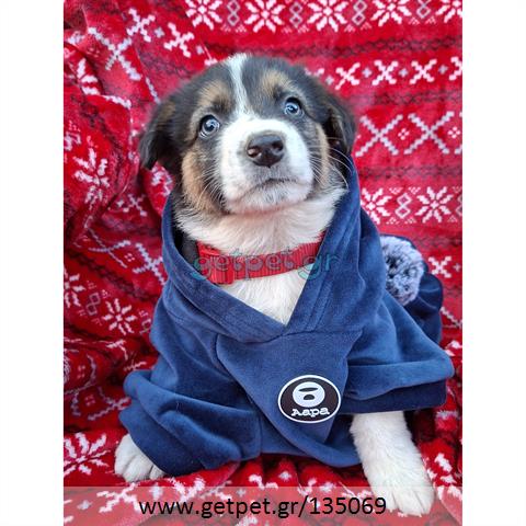 Δίνεται για υιοθεσία - χαρίζεται ημίαιμο κουτάβι