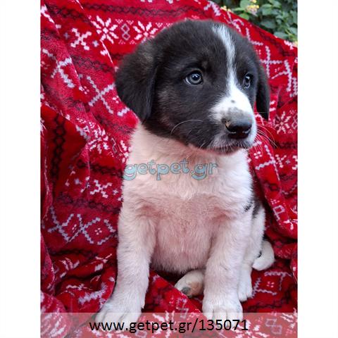 Δίνεται για υιοθεσία - χαρίζεται ημίαιμο κουτάβι