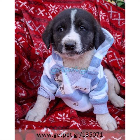 Δίνεται για υιοθεσία - χαρίζεται ημίαιμο κουτάβι