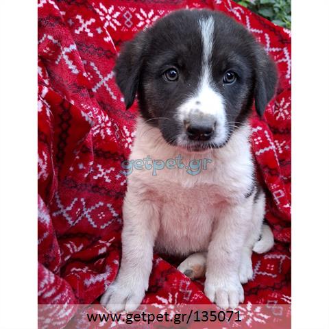 Δίνεται για υιοθεσία - χαρίζεται ημίαιμο κουτάβι