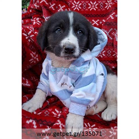 Δίνεται για υιοθεσία - χαρίζεται ημίαιμο κουτάβι