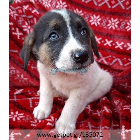 Δίνεται για υιοθεσία - χαρίζεται ημίαιμο κουτάβι