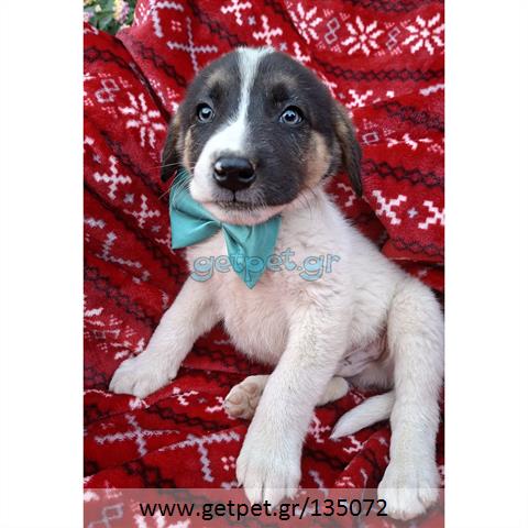 Δίνεται για υιοθεσία - χαρίζεται ημίαιμο κουτάβι