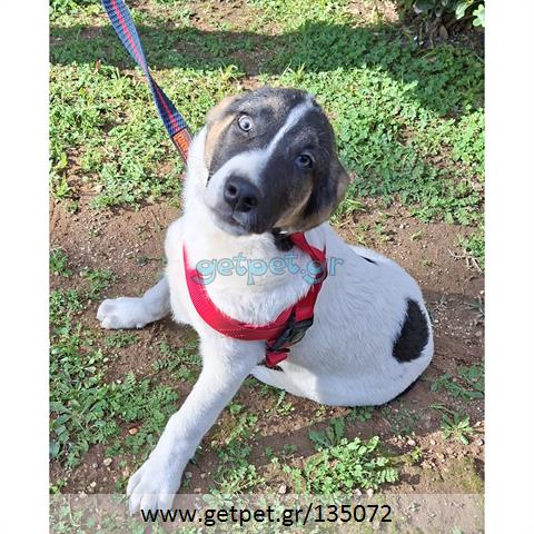 Δίνεται για υιοθεσία - χαρίζεται ημίαιμο κουτάβι Greek Sheepdog - Ελληνικός Ποιμενικός