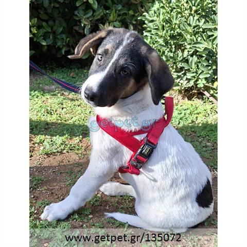 Δίνεται για υιοθεσία - χαρίζεται ημίαιμο κουτάβι Greek Sheepdog - Ελληνικός Ποιμενικός