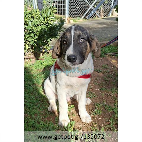 Δίνεται για υιοθεσία - χαρίζεται ημίαιμο κουτάβι Greek Sheepdog - Ελληνικός Ποιμενικός