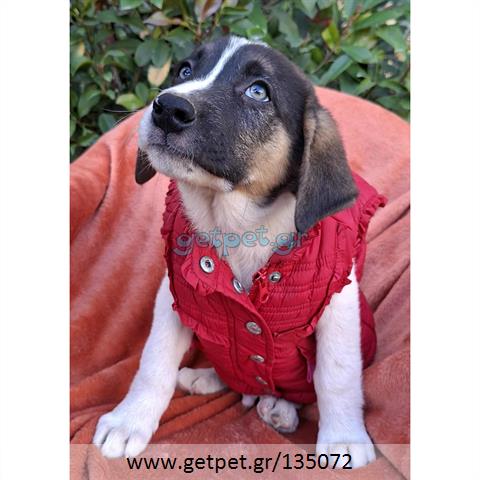 Δίνεται για υιοθεσία - χαρίζεται ημίαιμο κουτάβι