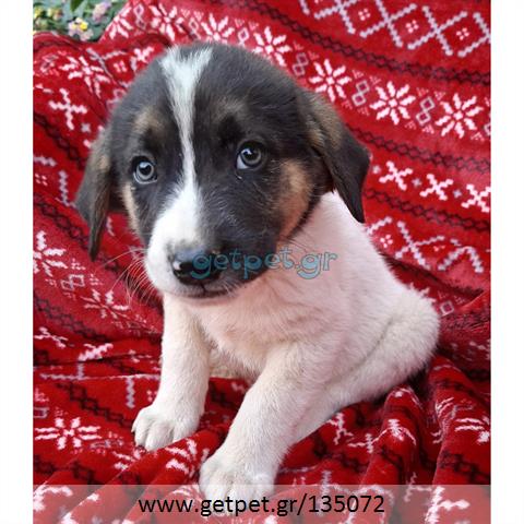 Δίνεται για υιοθεσία - χαρίζεται ημίαιμο κουτάβι