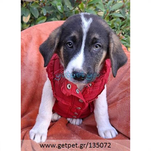 Δίνεται για υιοθεσία - χαρίζεται ημίαιμο κουτάβι