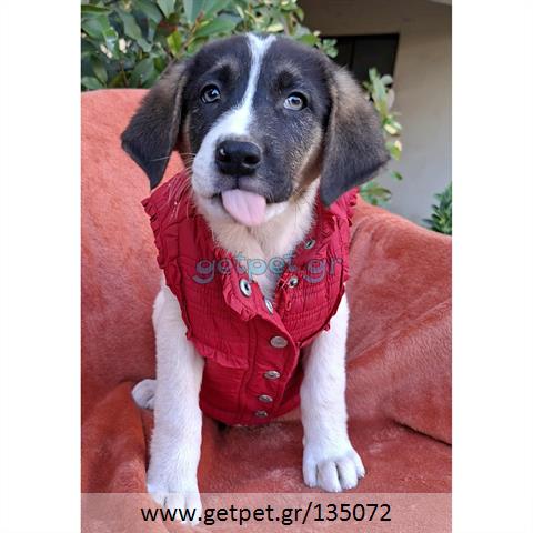 Δίνεται για υιοθεσία - χαρίζεται ημίαιμο κουτάβι