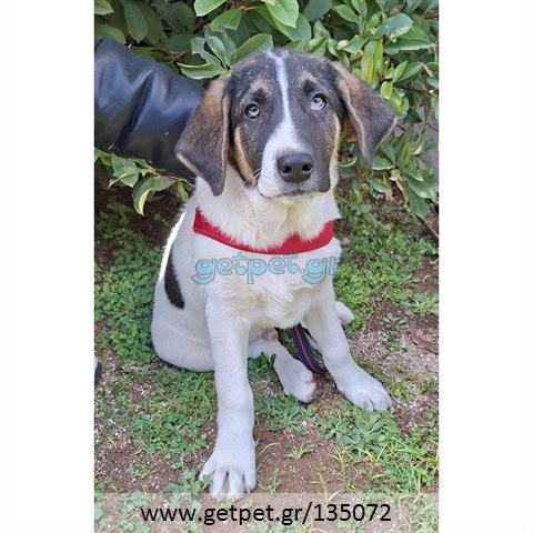 Δίνεται για υιοθεσία - χαρίζεται ημίαιμο κουτάβι Greek Sheepdog - Ελληνικός Ποιμενικός