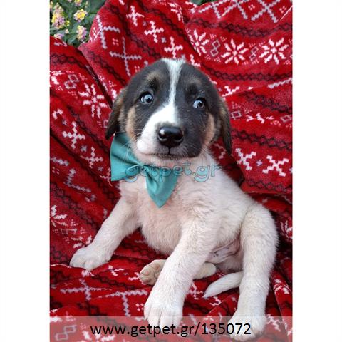 Δίνεται για υιοθεσία - χαρίζεται ημίαιμο κουτάβι