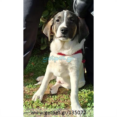 Δίνεται για υιοθεσία - χαρίζεται ημίαιμο κουτάβι Greek Sheepdog - Ελληνικός Ποιμενικός