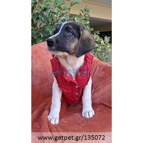 Δίνεται για υιοθεσία - χαρίζεται ημίαιμο κουτάβι