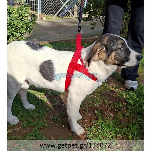 Δίνεται για υιοθεσία - χαρίζεται ημίαιμο κουτάβι Greek Sheepdog - Ελληνικός Ποιμενικός
