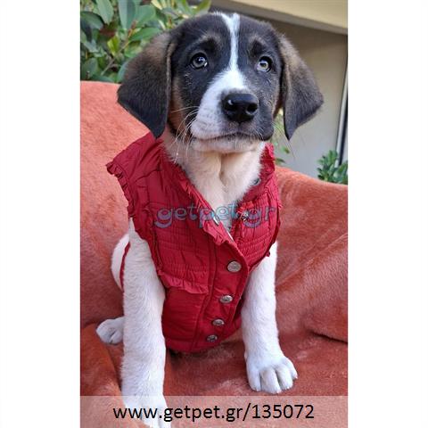 Δίνεται για υιοθεσία - χαρίζεται ημίαιμο κουτάβι