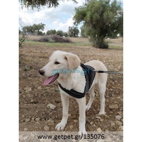 Δίνεται για υιοθεσία - χαρίζεται ημίαιμος σκυλάκος Labrador Retriever - Λαμπραντόρ Ριτρίβερ