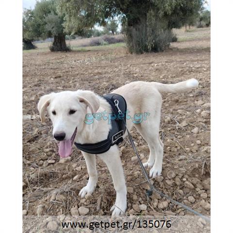 Δίνεται για υιοθεσία - χαρίζεται ημίαιμος σκυλάκος Labrador Retriever - Λαμπραντόρ Ριτρίβερ