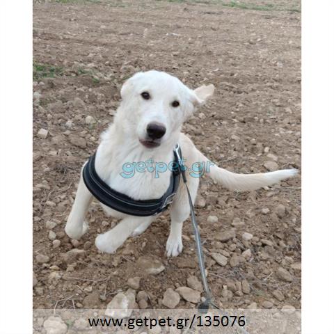 Δίνεται για υιοθεσία - χαρίζεται ημίαιμος σκυλάκος Labrador Retriever - Λαμπραντόρ Ριτρίβερ