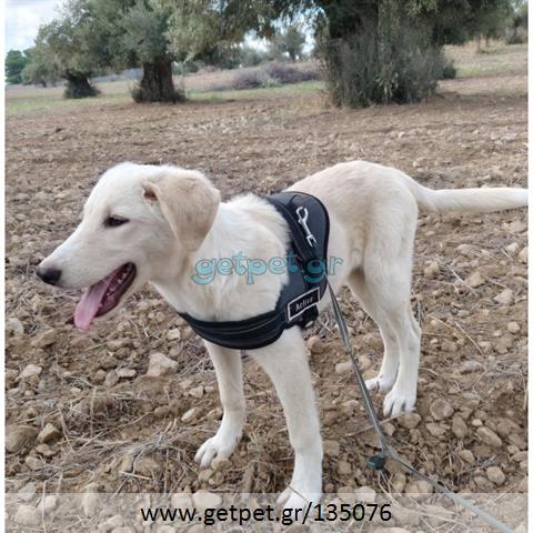 Δίνεται για υιοθεσία - χαρίζεται ημίαιμος σκυλάκος Labrador Retriever - Λαμπραντόρ Ριτρίβερ