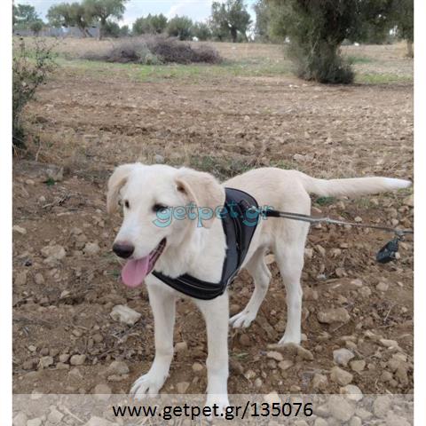 Δίνεται για υιοθεσία - χαρίζεται ημίαιμος σκυλάκος Labrador Retriever - Λαμπραντόρ Ριτρίβερ