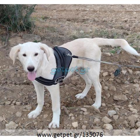 Δίνεται για υιοθεσία - χαρίζεται ημίαιμος σκυλάκος Labrador Retriever - Λαμπραντόρ Ριτρίβερ