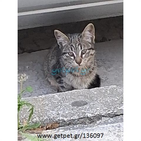 Δίνεται για υιοθεσία - χαρίζεται ημίαιμο γατάκι