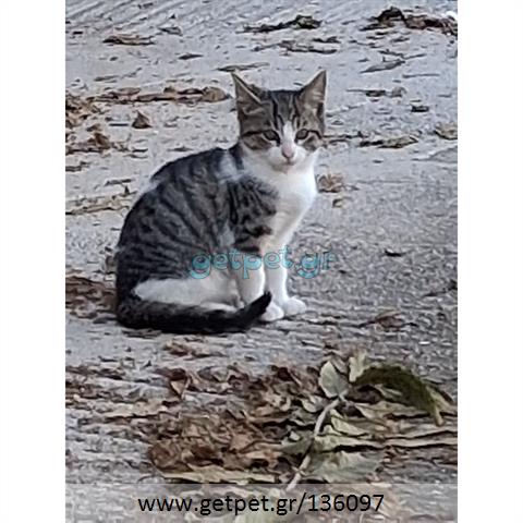 Δίνεται για υιοθεσία - χαρίζεται ημίαιμο γατάκι