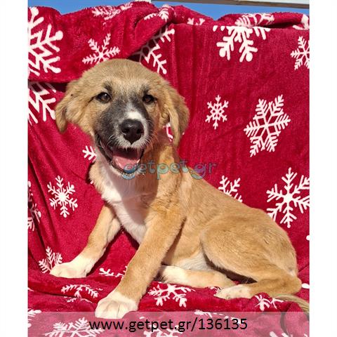 Δίνεται για υιοθεσία - χαρίζεται ημίαιμο κουτάβι