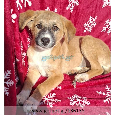 Δίνεται για υιοθεσία - χαρίζεται ημίαιμο κουτάβι