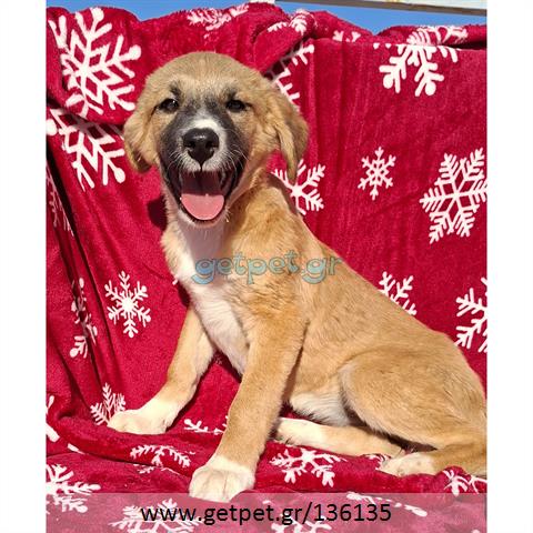 Δίνεται για υιοθεσία - χαρίζεται ημίαιμο κουτάβι