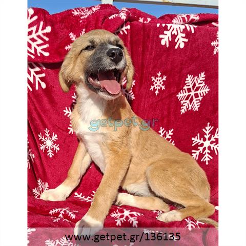 Δίνεται για υιοθεσία - χαρίζεται ημίαιμο κουτάβι