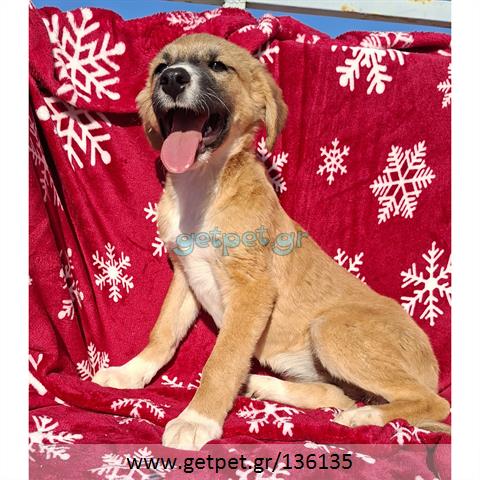 Δίνεται για υιοθεσία - χαρίζεται ημίαιμο κουτάβι