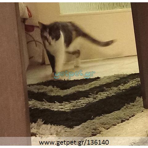 Δίνεται για υιοθεσία - χαρίζεται ημίαιμη γάτα