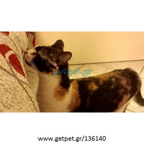 Δίνεται για υιοθεσία - χαρίζεται ημίαιμη γάτα