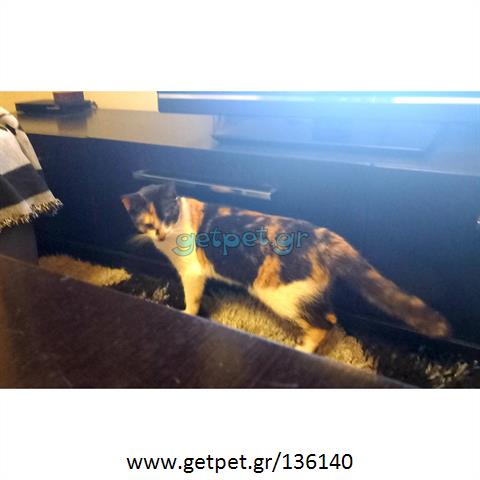 Δίνεται για υιοθεσία - χαρίζεται ημίαιμη γάτα