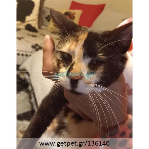 Δίνεται για υιοθεσία - χαρίζεται ημίαιμη γάτα