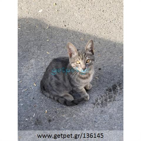 Δίνεται για υιοθεσία - χαρίζεται ημίαιμο γατάκι